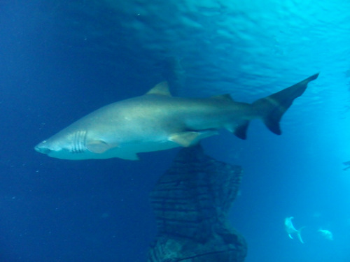 L'Oceanogràfic Center.